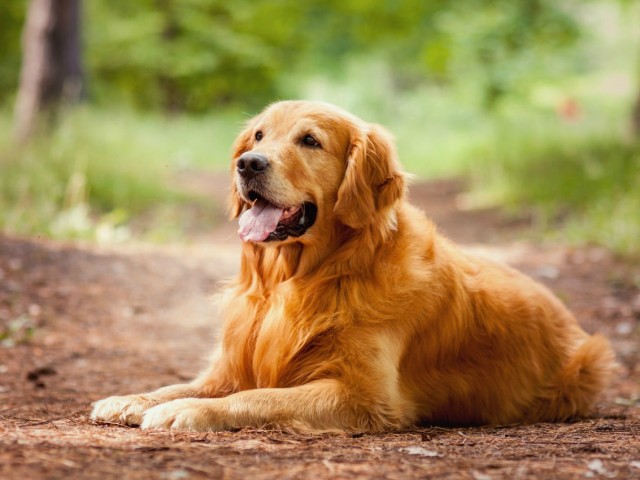 DogConseil : la passion au service des animaux