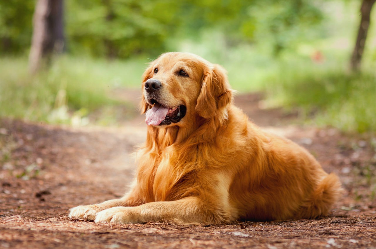 DogConseil : la passion au service des animaux