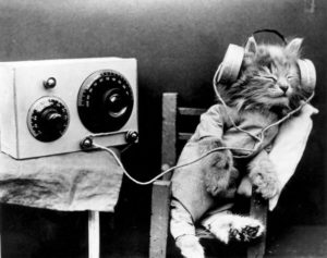 Radio Cat