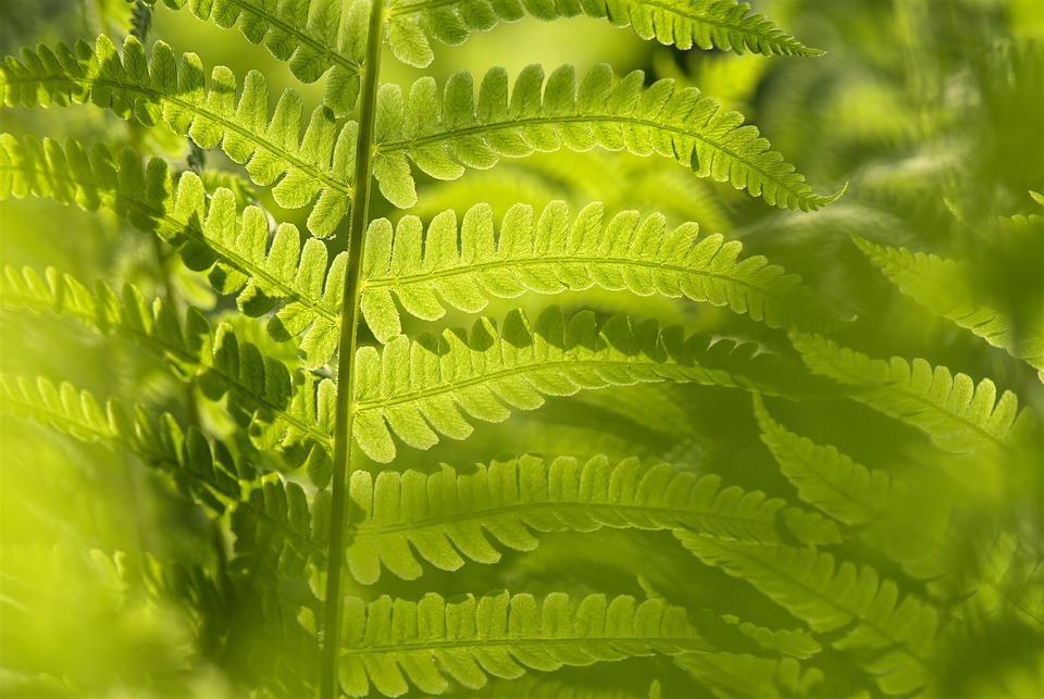 Comment purifier l’air de la maison