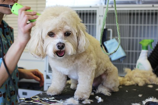 Le toiletteur, bon ou pas pour son chien ?