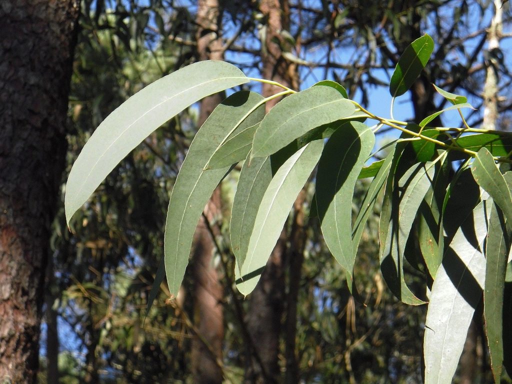 eucalyptus globulus