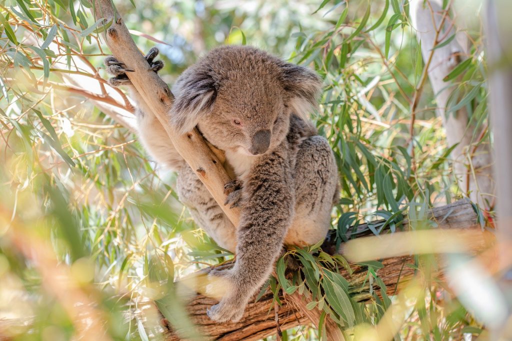 arbre eucalyptus koala
